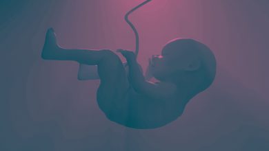 How The Baby Forms In The Womb Of The Mother